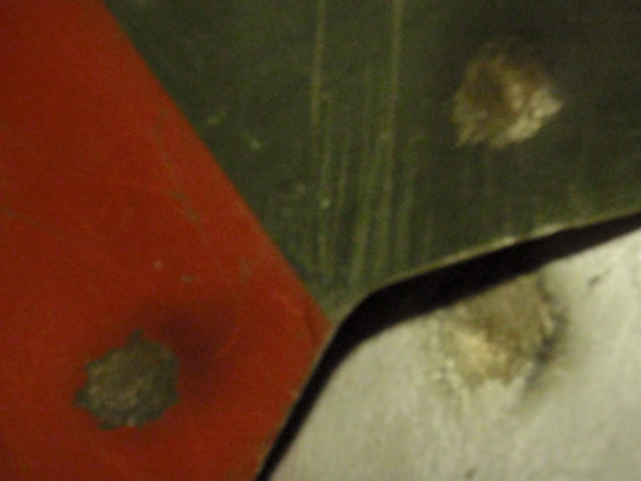 Armor 011.JPG
