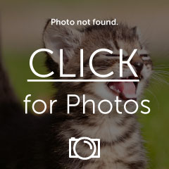 Backplatescomppic_zps2846b715.jpg