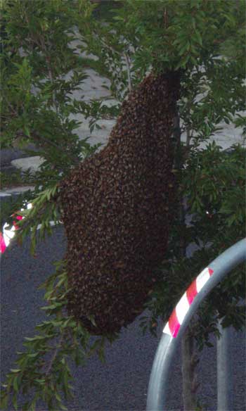 Bees-1.jpg
