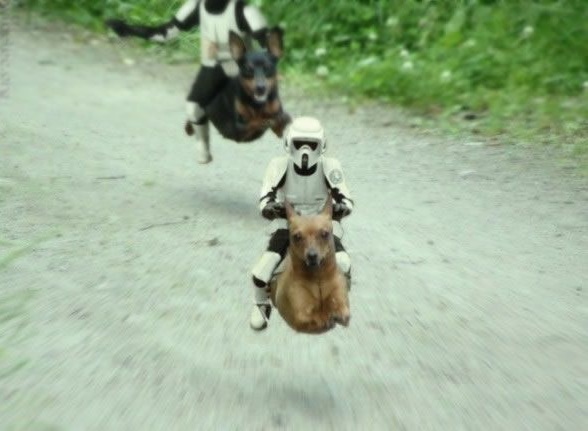 Biker Scout Dogs.jpg