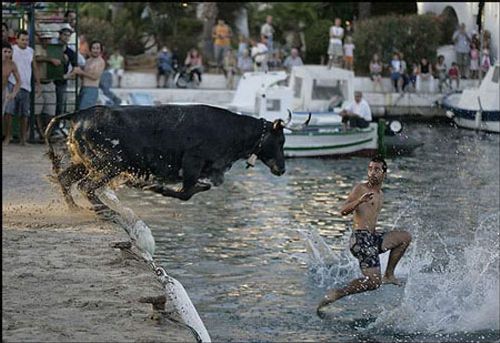 bull chasing.jpg