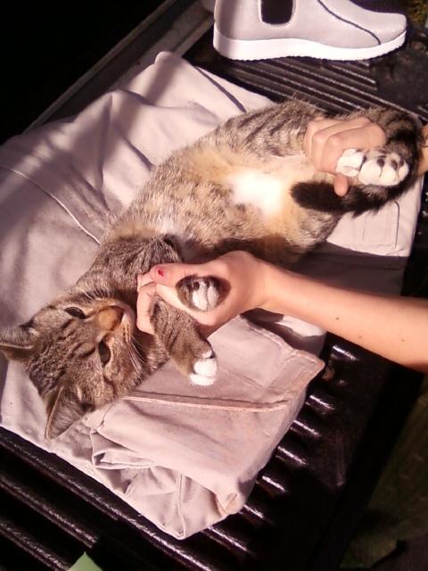 Fett kitty weathering.jpg