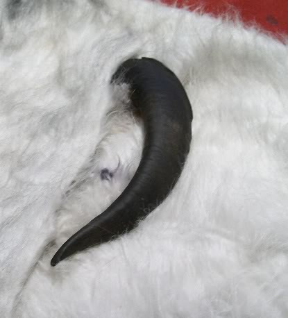 Horn20.jpg