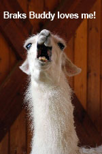 llama.jpg