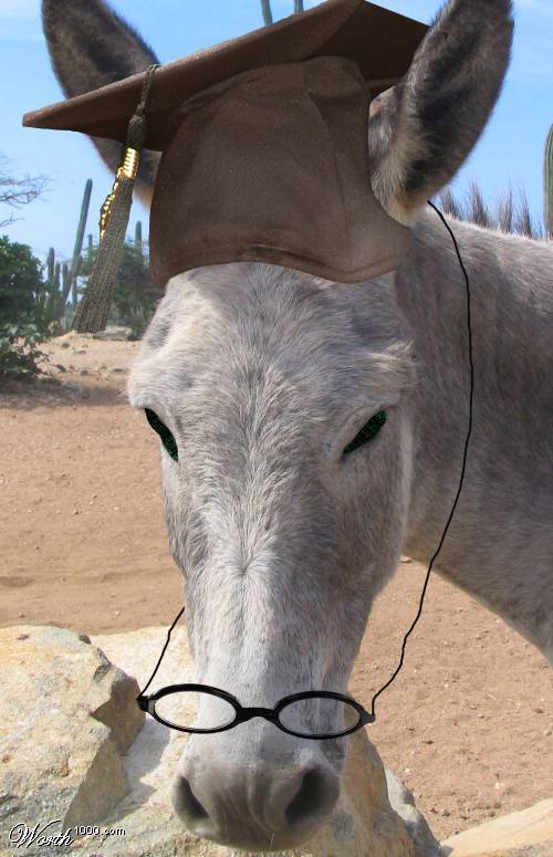 smartdonkey.jpg