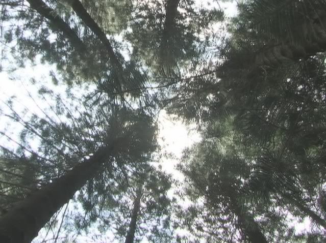 stlouisheightstrees.jpg