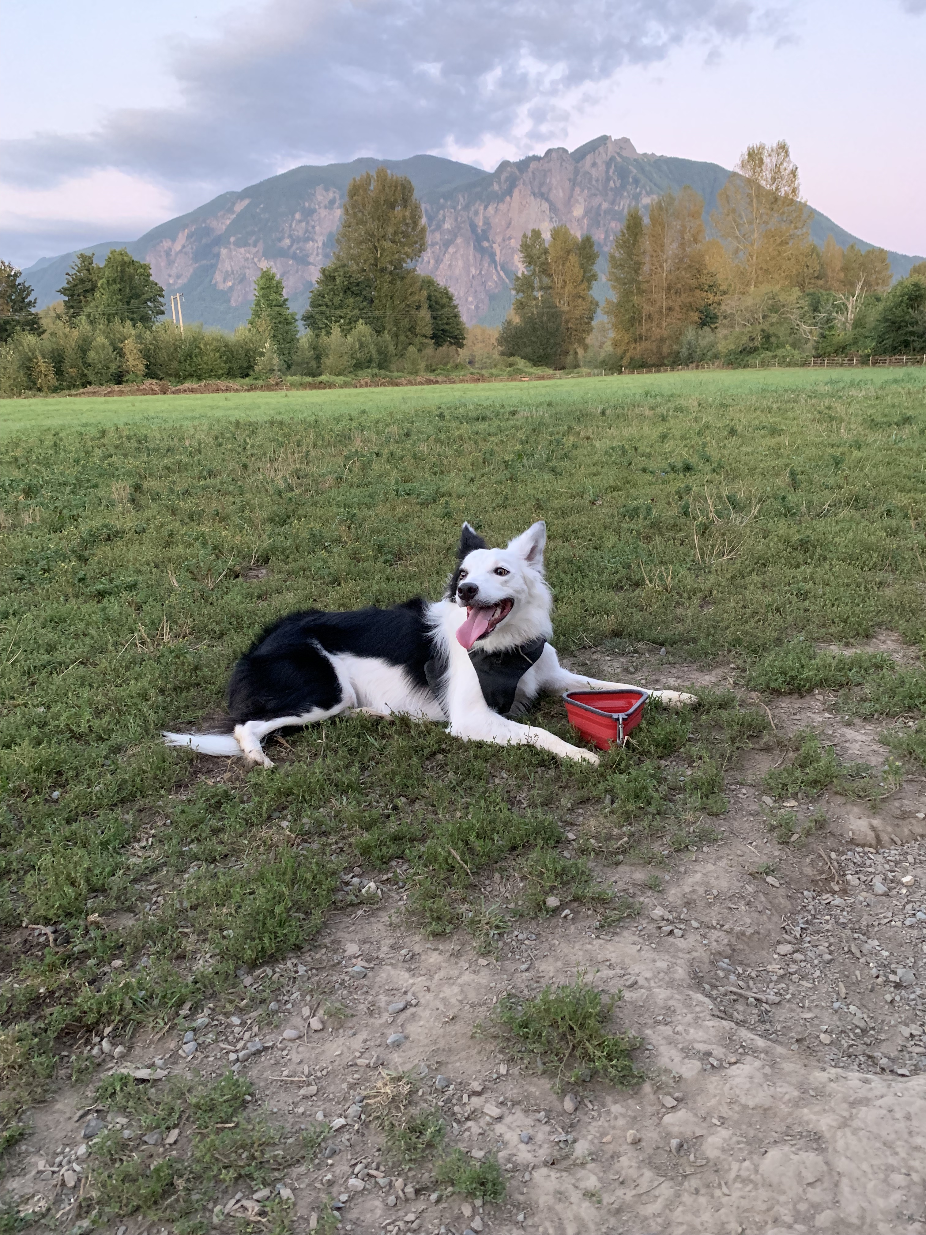 Sunny at the Dog Park.jpg