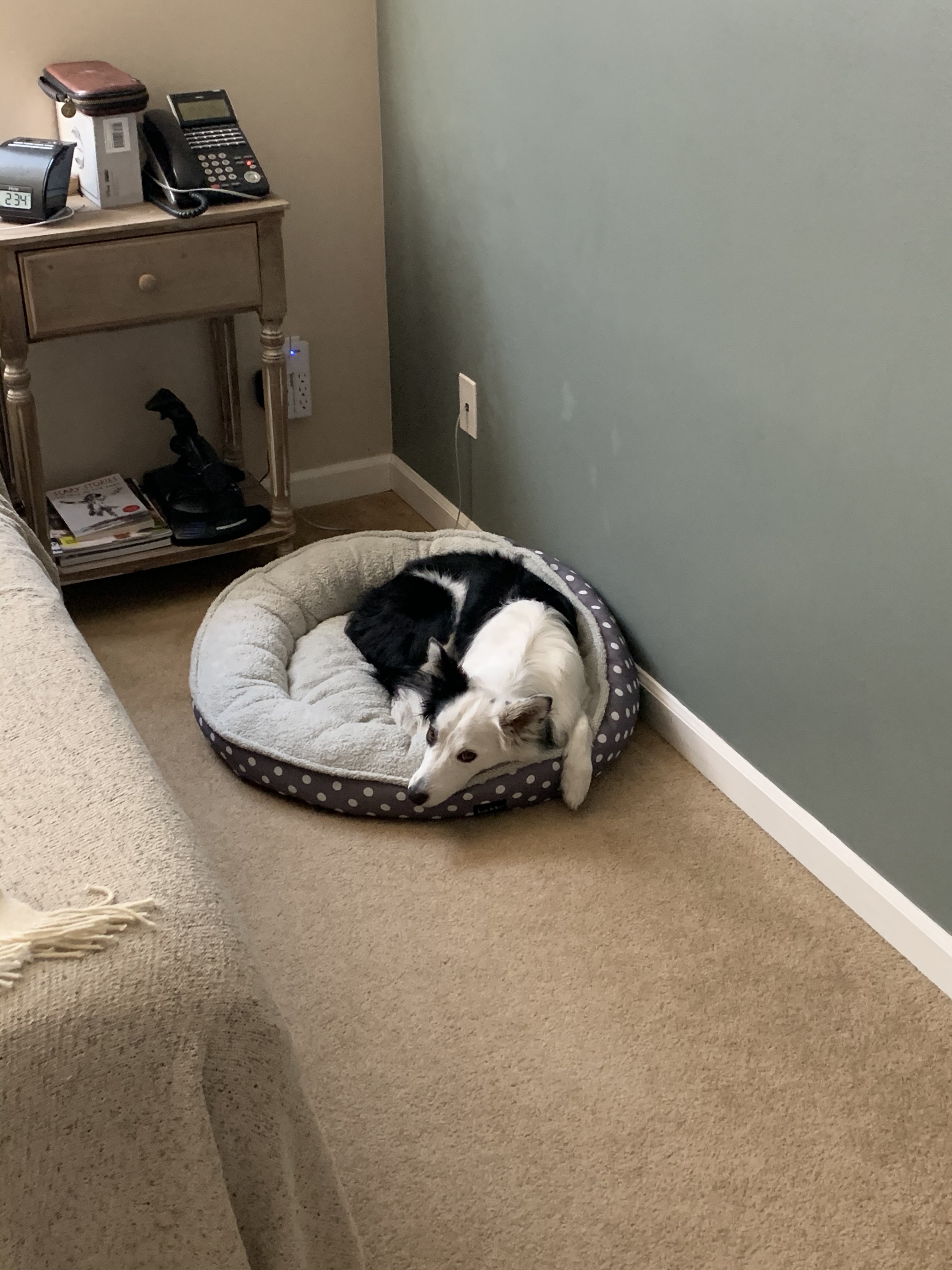 Sunny - Exhausted.jpg