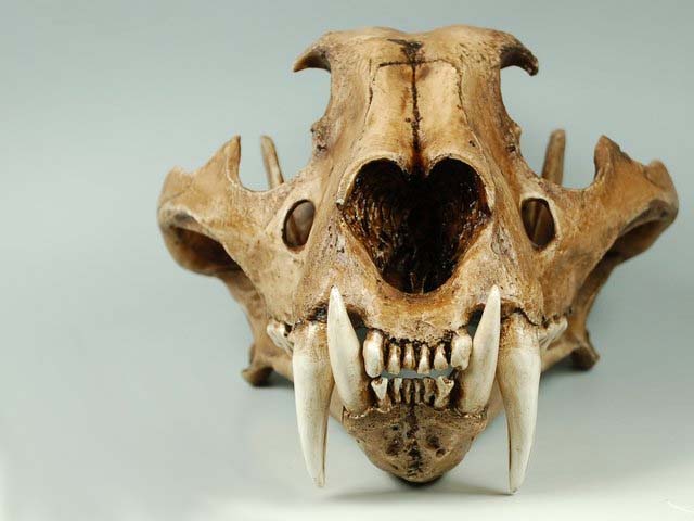 tigerskull.jpg