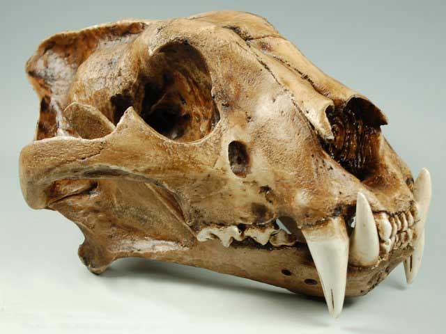 tigerskull4.jpg